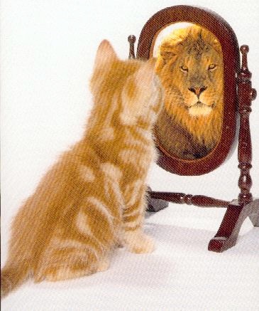 cat75